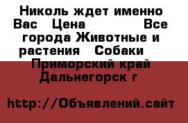 Николь ждет именно Вас › Цена ­ 25 000 - Все города Животные и растения » Собаки   . Приморский край,Дальнегорск г.